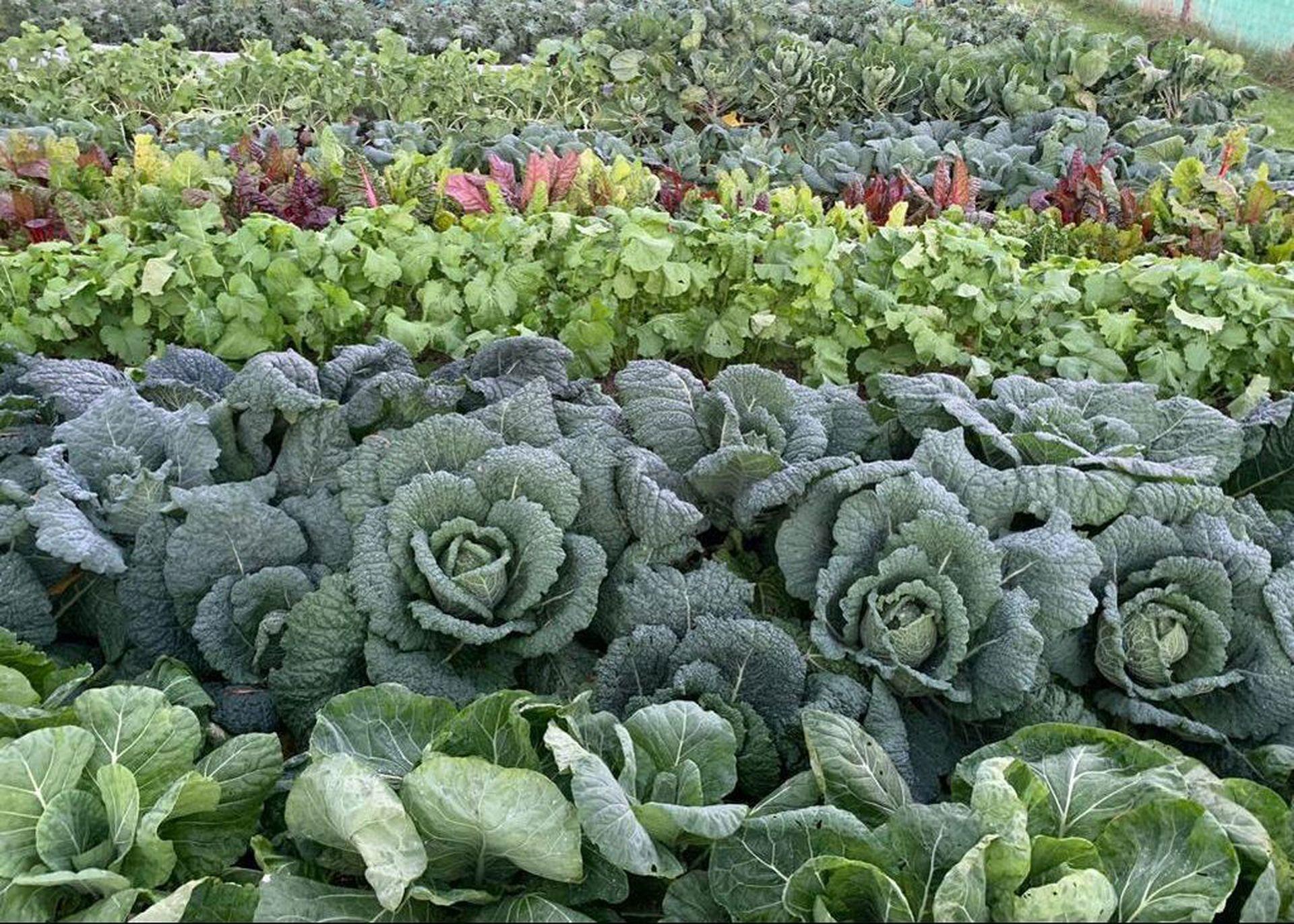 Chris's Market Garden - Belfast 