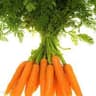 Carrot: Rodelika