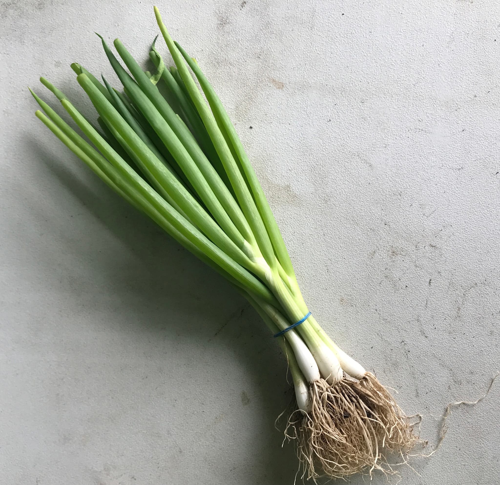 Scallions Bunch