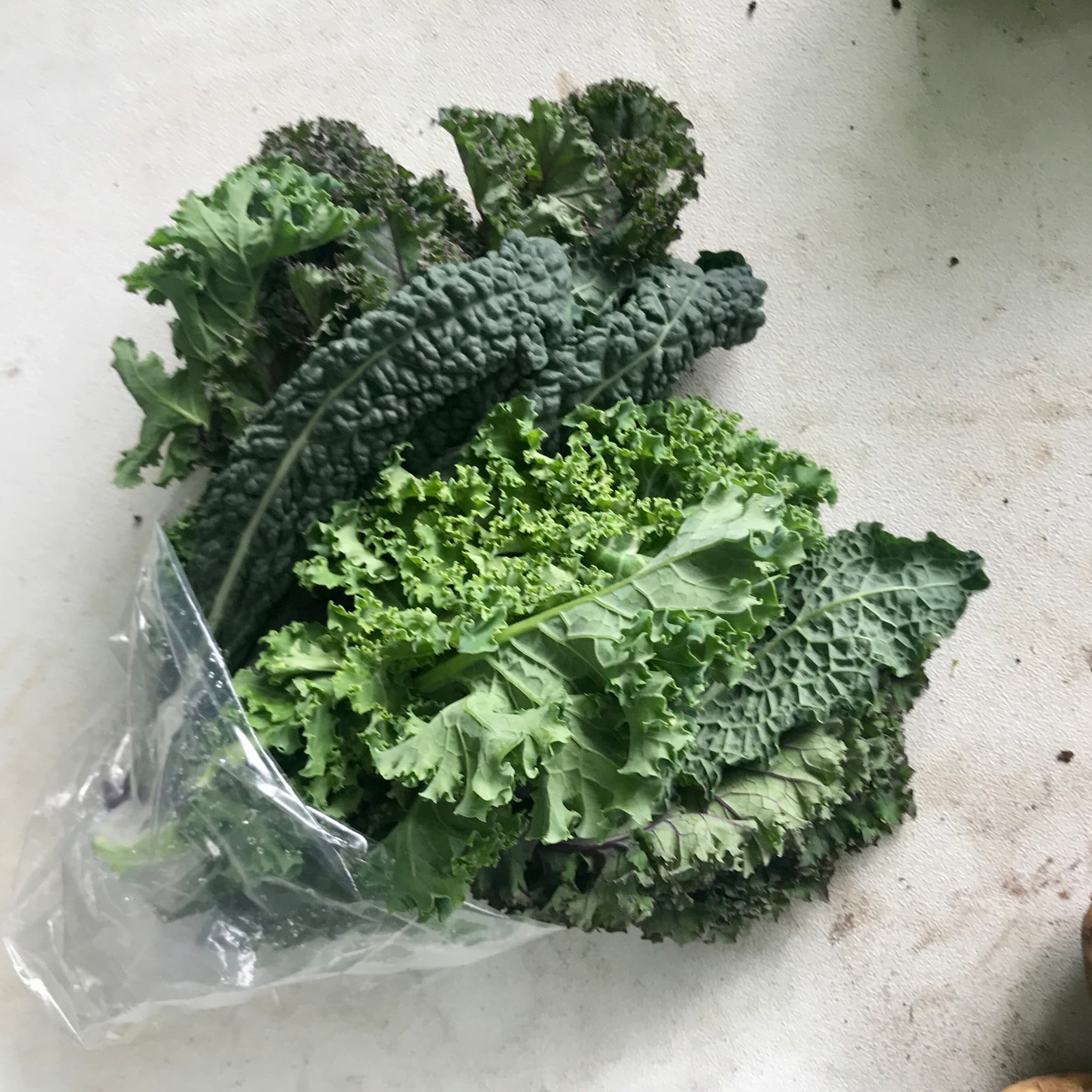 Kale - Mixed Bunch