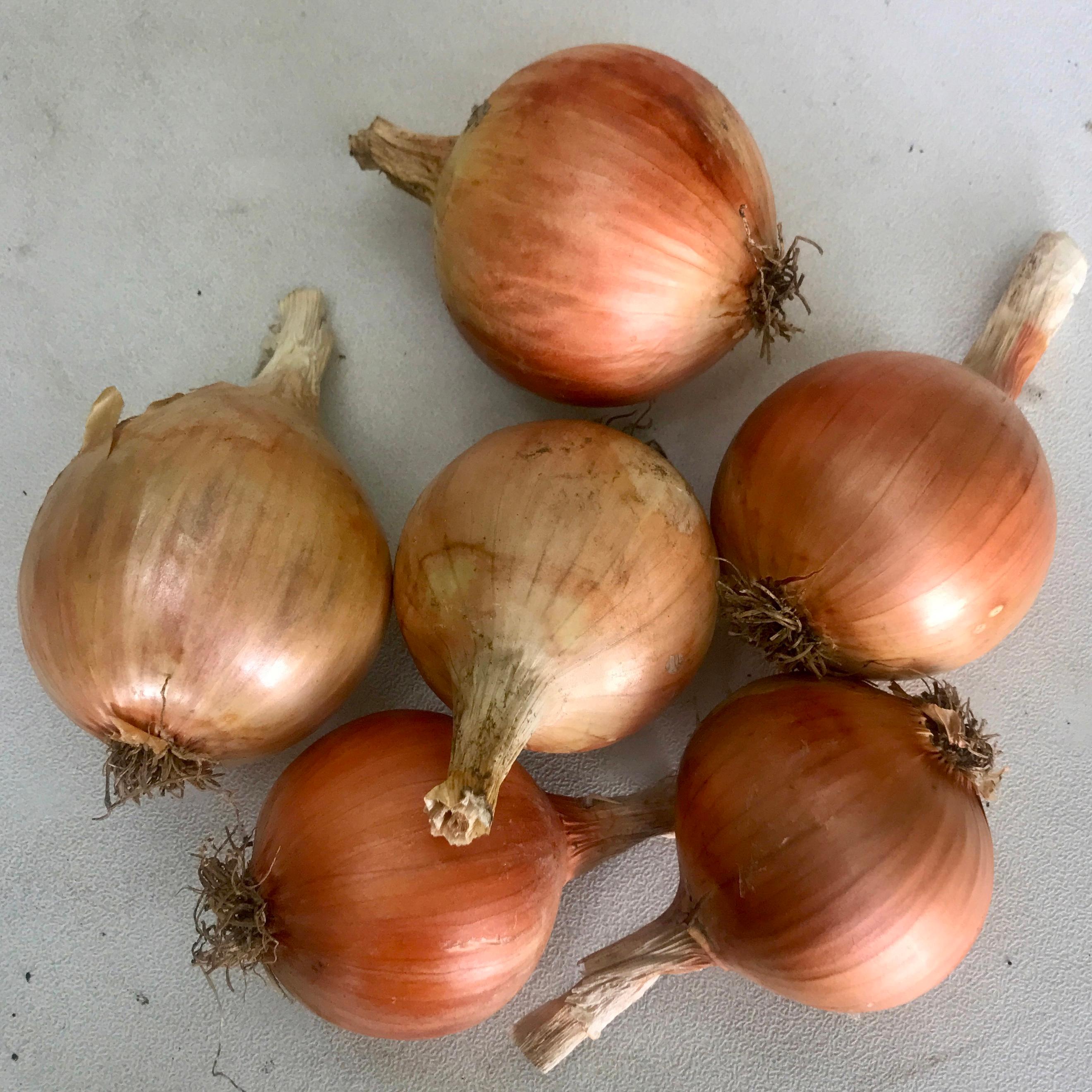 Onions Brown 1KG