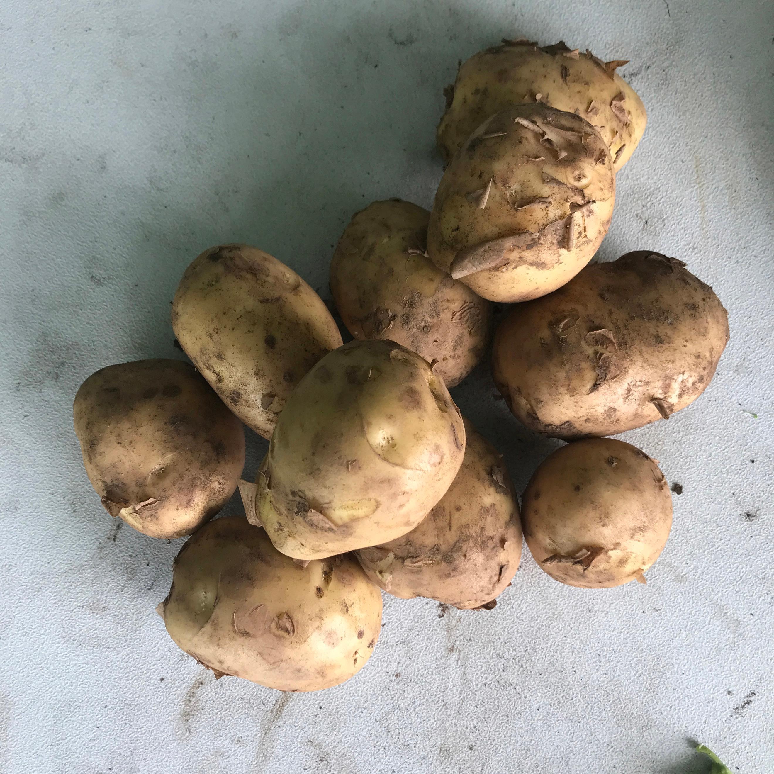 Potatoes Kerr's Pink Typically 1kg