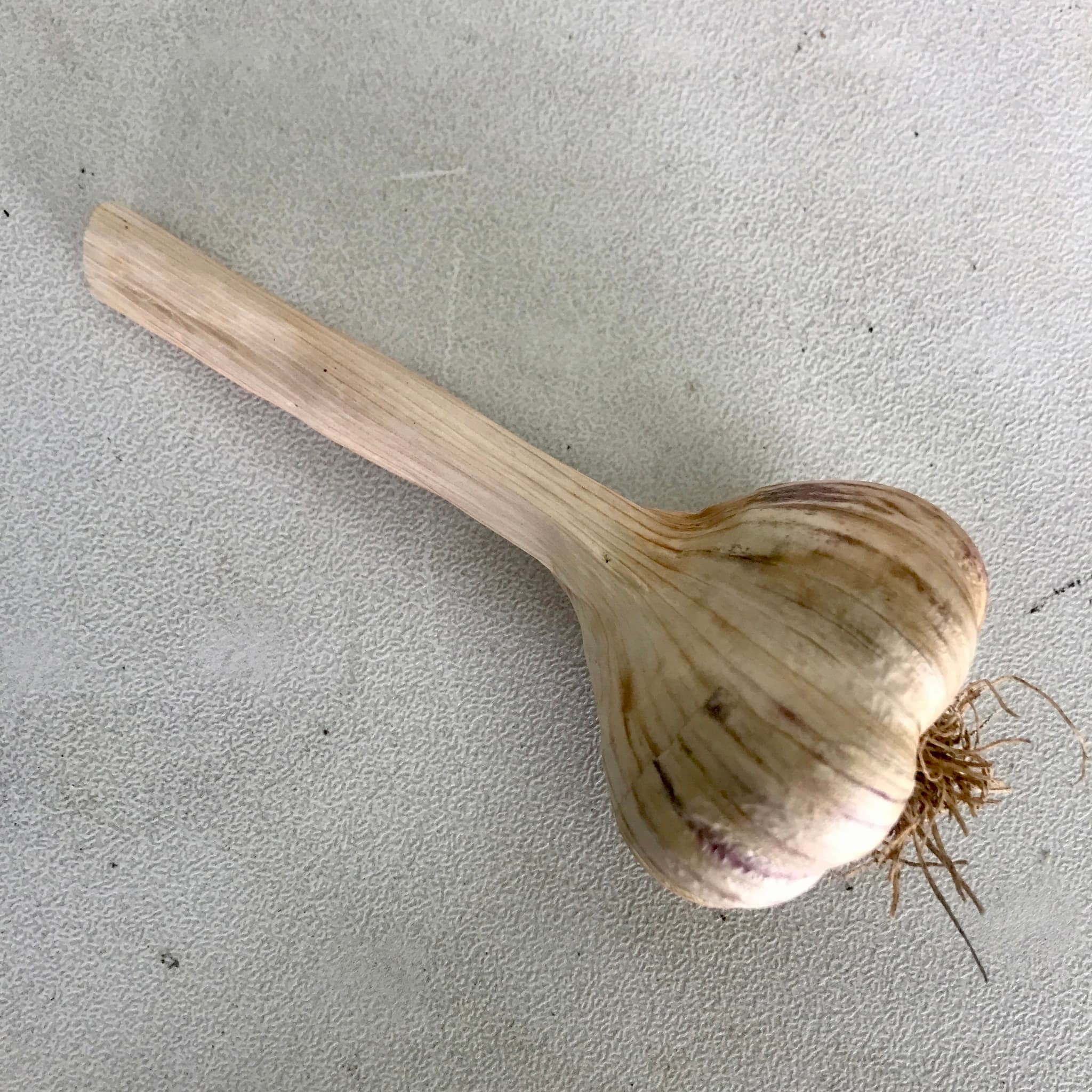 Garlic Large